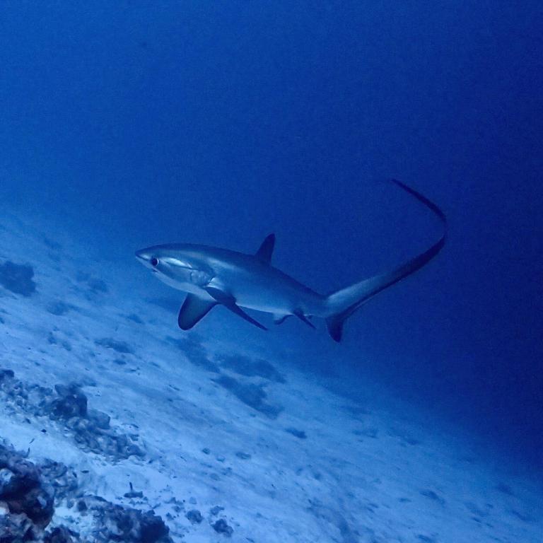 Tiger Shark Residence & Dive - View 20