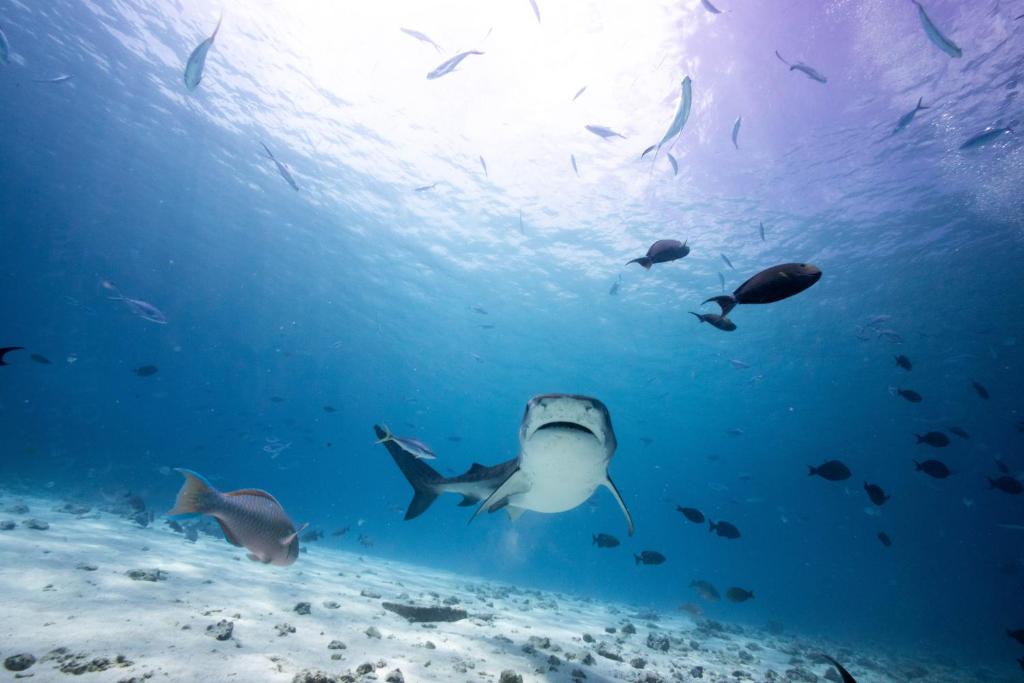 Tiger Shark Residence & Dive - View 17