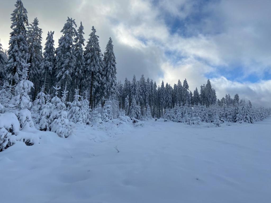 a group of trees with snow on them at Ferienwohnung Parkblick Medebach in Medebach