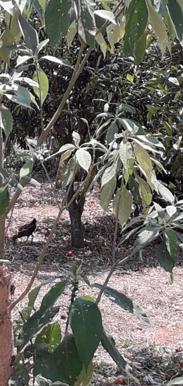  Pousada Natureza
