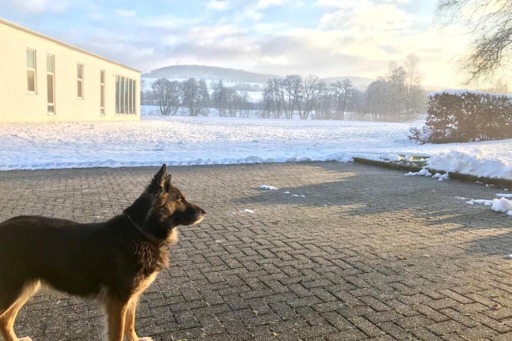 a dog standing on a brick road in the snow at Ferienhaus Talblick in Alpenrod
