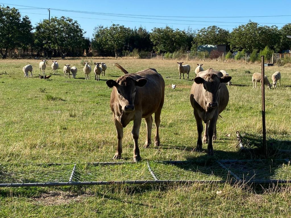 Country Retreats on Ranzau 1 - Resim 17