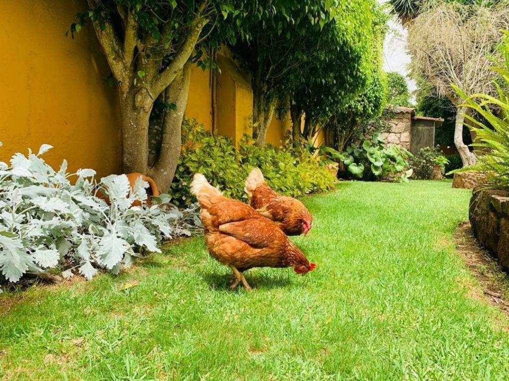 Zahrada ubytování Finca El Trazo