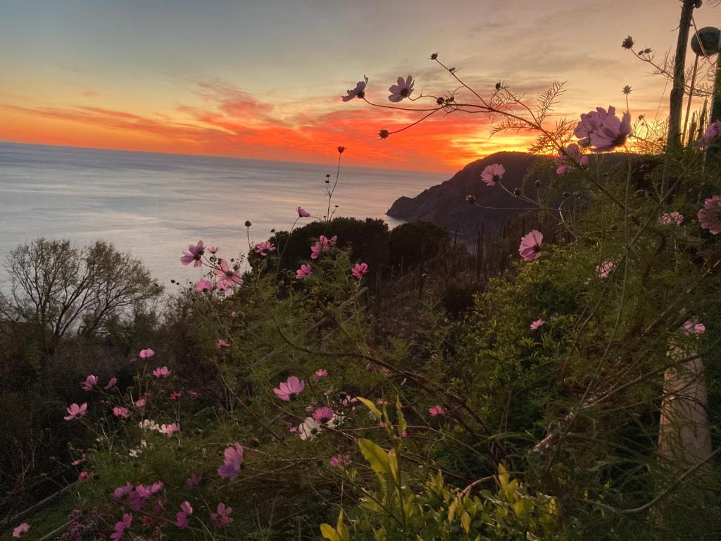 a sunset over the ocean with flowers on a mountain at Villa Pietrafiore in Monterosso al Mare