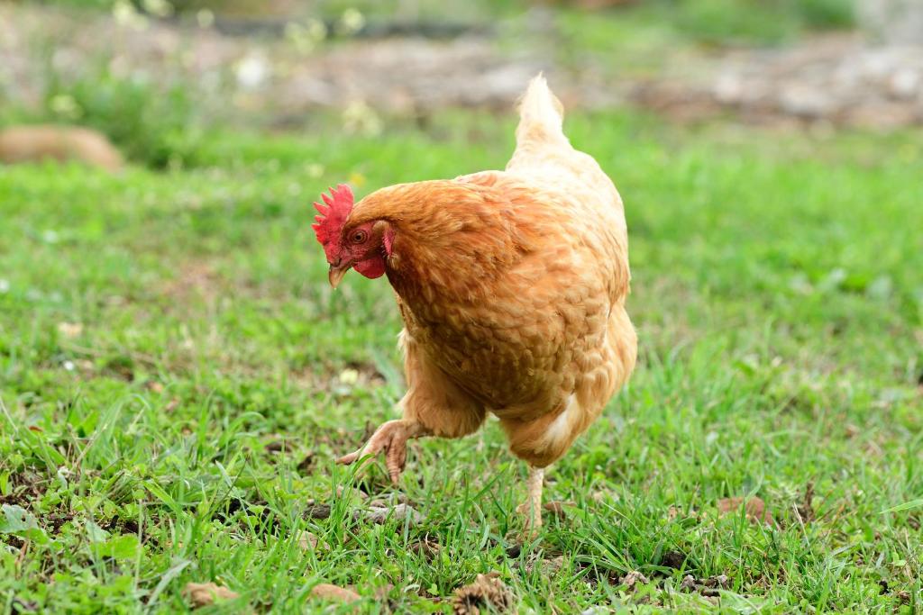 Zvířata v prázdninového domu nebo okolí