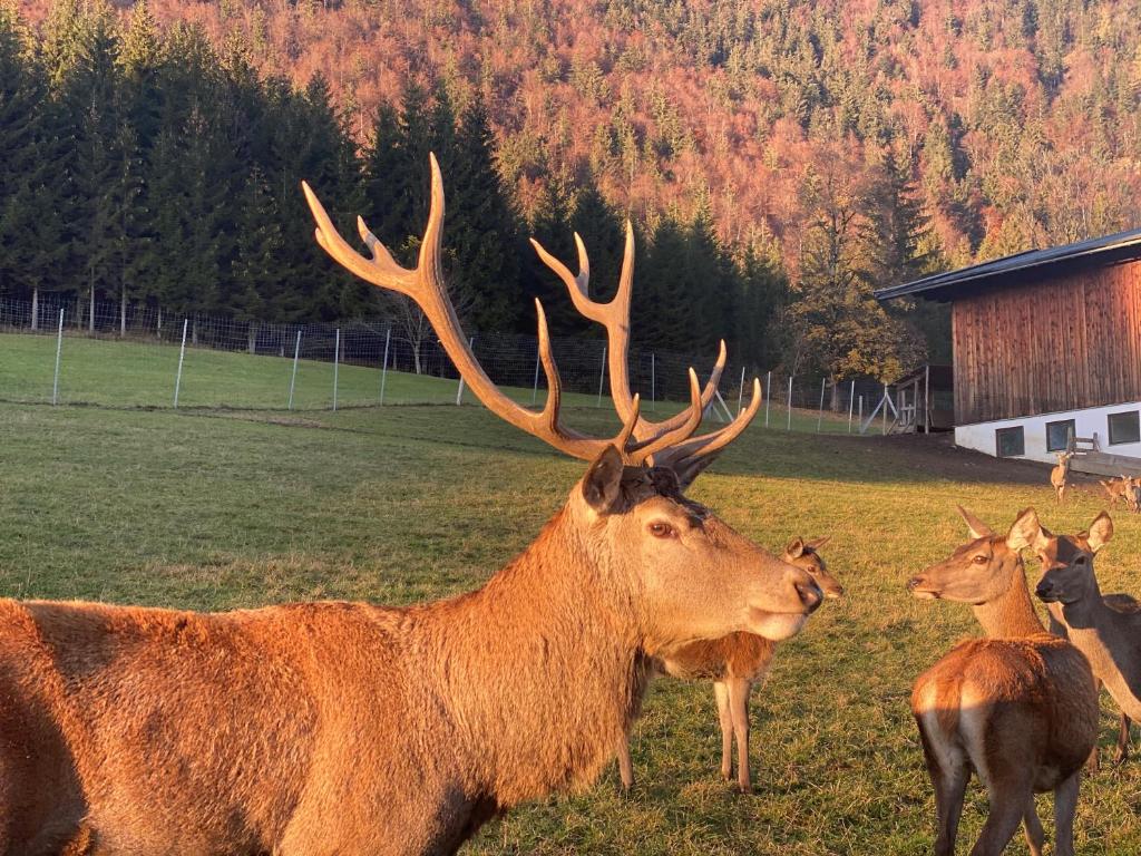 Zvířata v penzionu nebo okolí