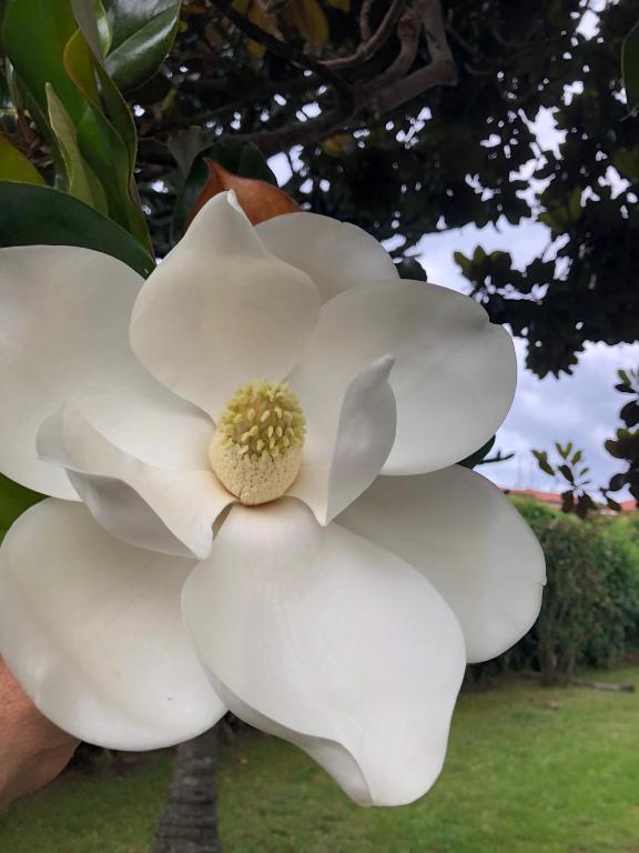 a close up of a white flower on a tree at B&b ANNA in Bolsena