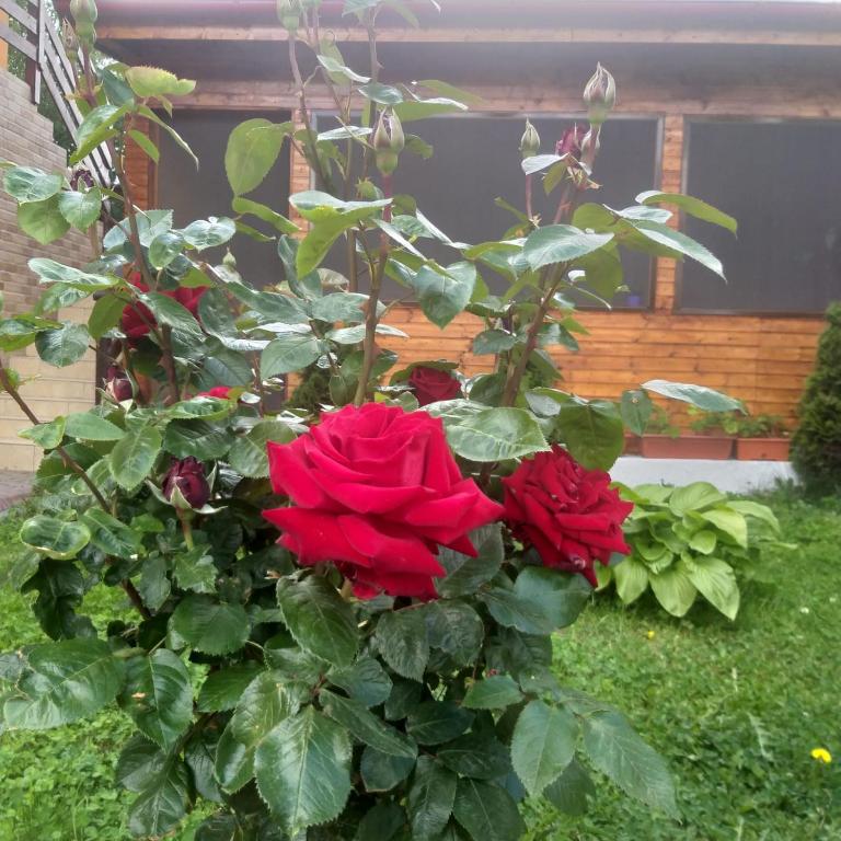 Zahrada ubytování Casa ERIC