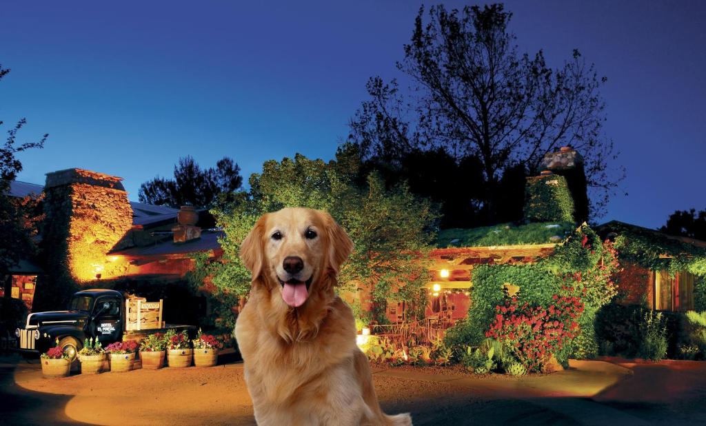 a brown dog standing in front of a house at El Portal Sedona Hotel in Sedona