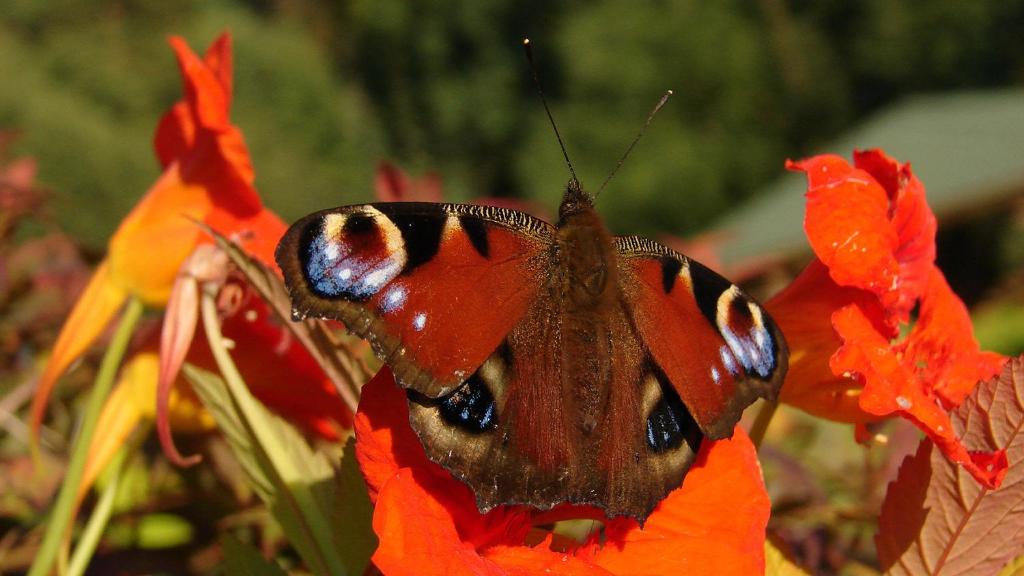 a butterfly sitting on top of a red flower at Mazurja in Ruciane-Nida