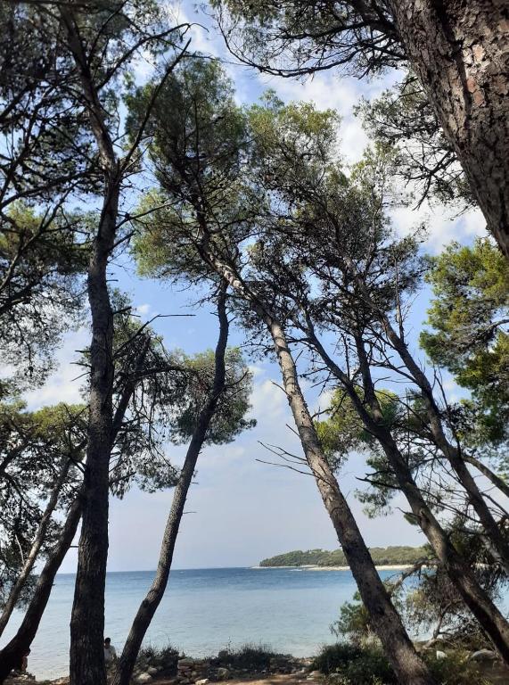 Príroda v okolí apartmánu