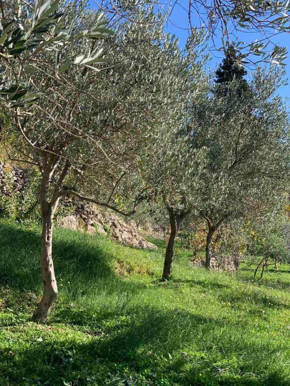 Jardín al aire libre en Ranc Mujica