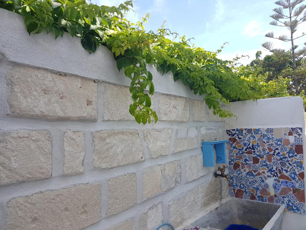 un mur en pierre avec une plante verte sur lui dans l'établissement Dimora Quattro Vanelle, à Favignana
