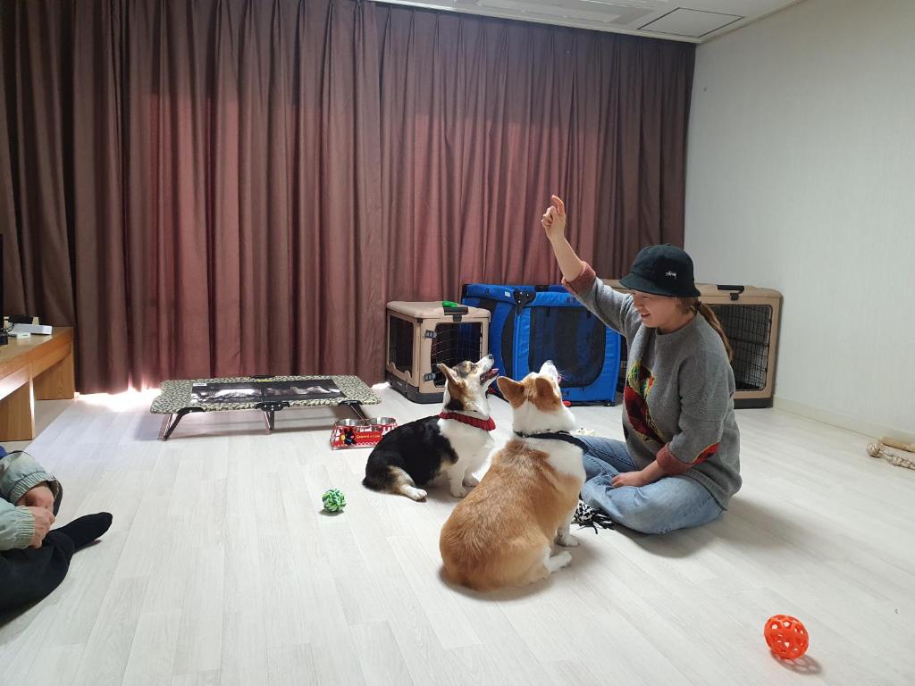Domácí mazlíčci ubytovaní s hosty v ubytování Hi Jeju Hotel