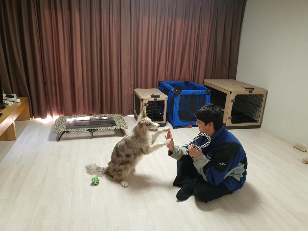 Domácí mazlíčci ubytovaní s hosty v ubytování Hi Jeju Hotel