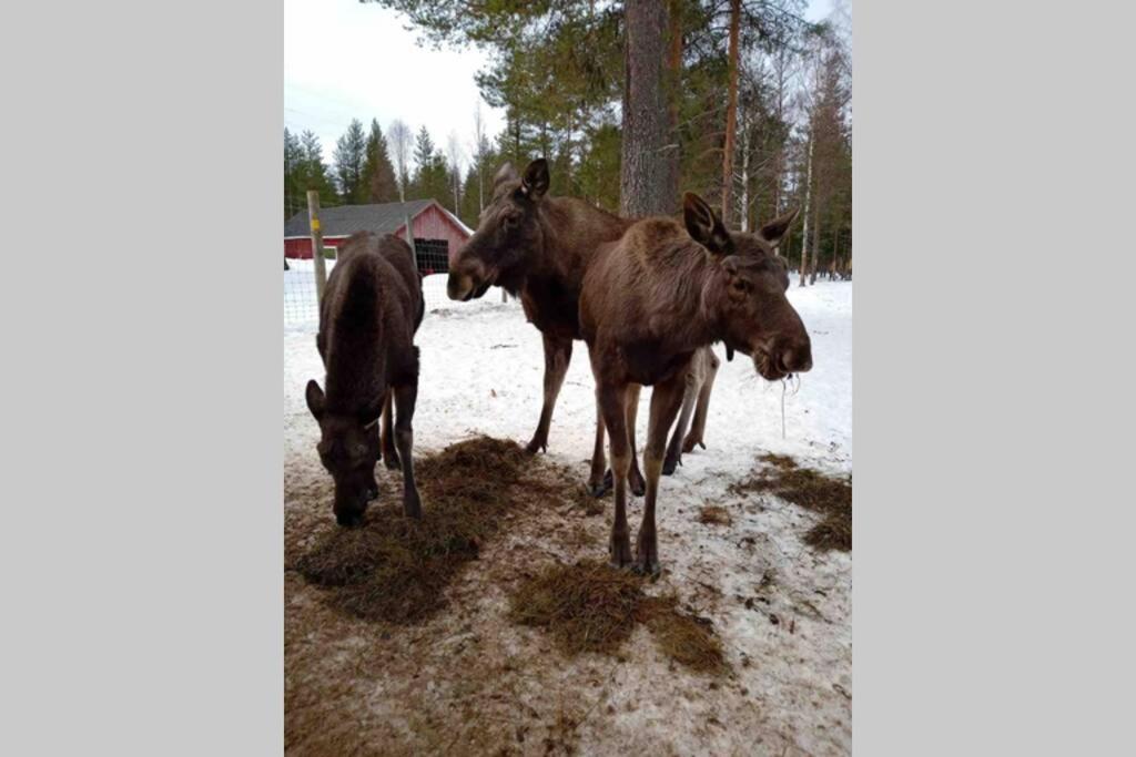 Zvířata v prázdninového domu nebo okolí