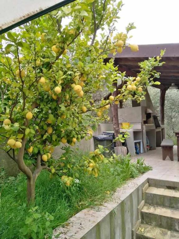 Ogród w obiekcie La casetta di Sofia