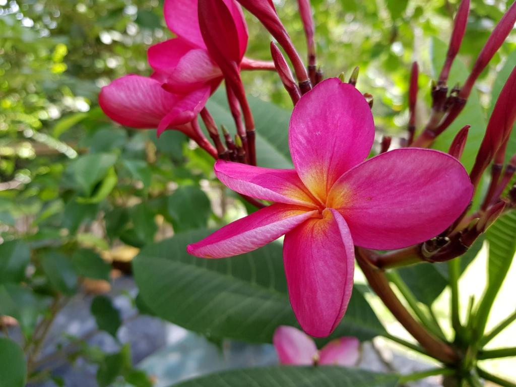  Pousada Vila Guyrá