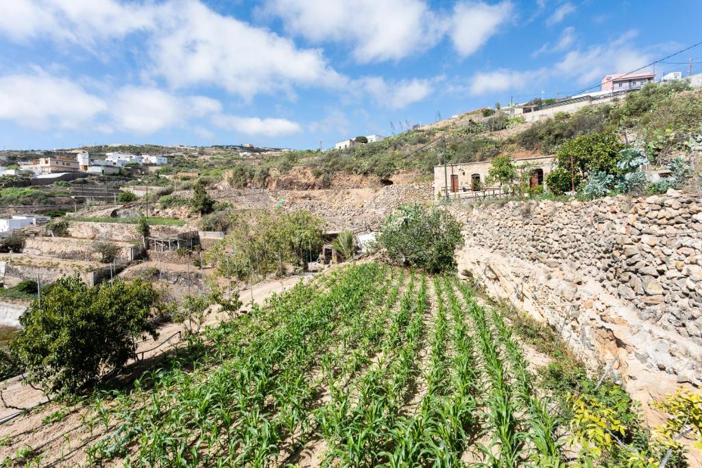 a field of crops on a rocky hill with houses at Eco Holidays House Raíces in Fasnia