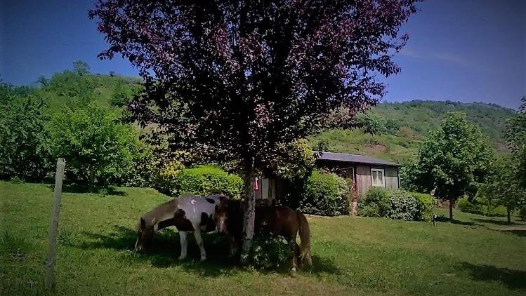 two cows grazing in a field under a tree at la Frégière Chalets in Clairvaux-dʼAveyron