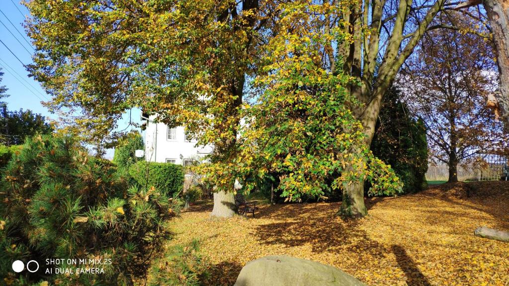 a tree with leaves on the ground in front of a house at Pension U Václava in Janov