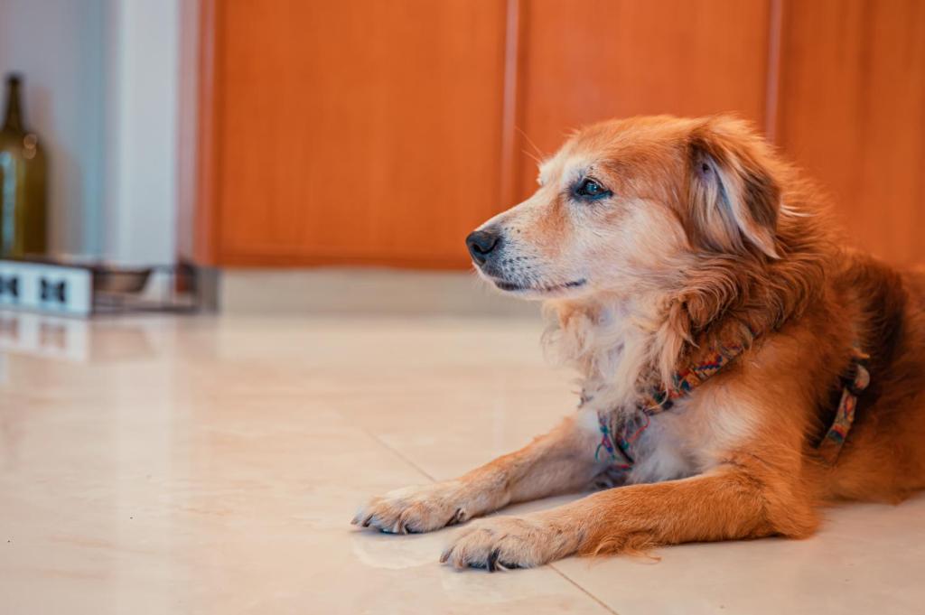 a dog laying on the floor in a kitchen at Hotel Rivage Taormina in Taormina