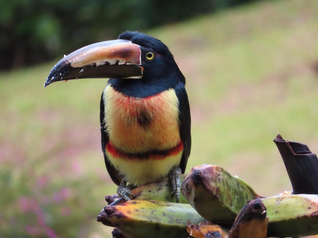 Foto de la galería de La Ceiba Tree Lodge en Tilarán