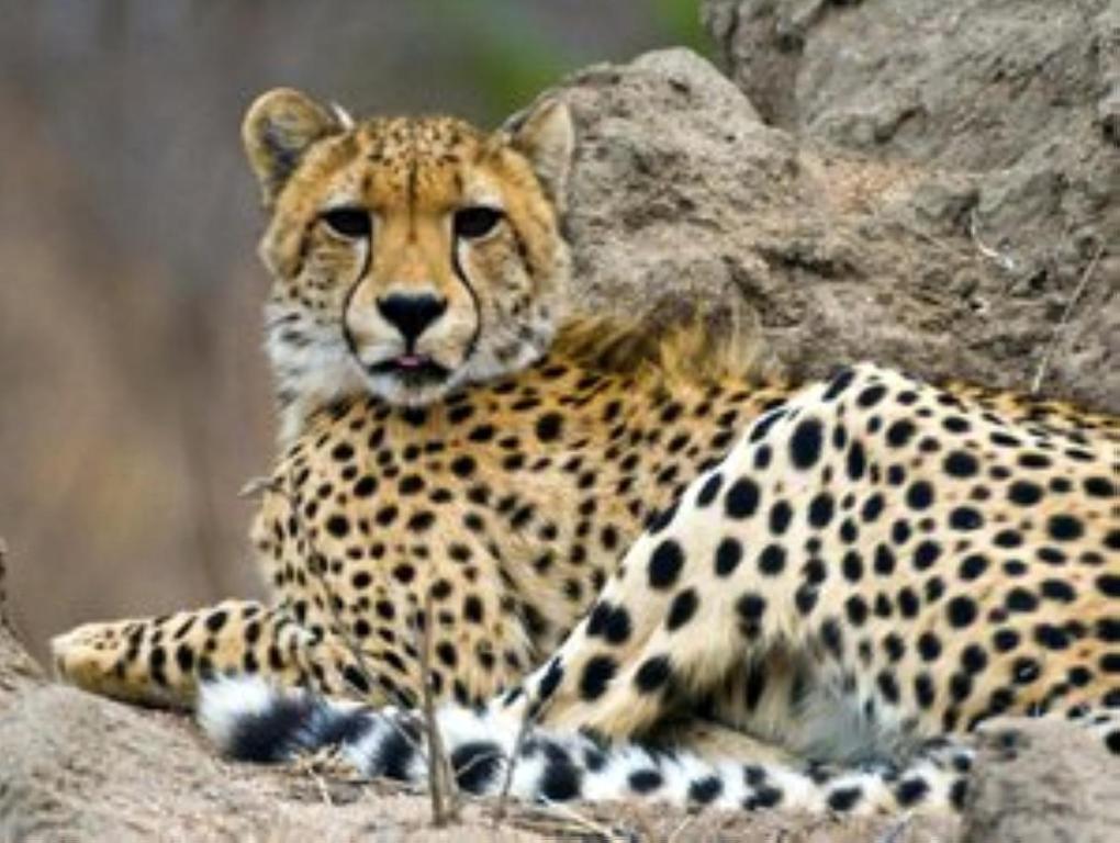 Foto dalla galleria di Yebo Safaris, Glamping Adventures a Skukuza