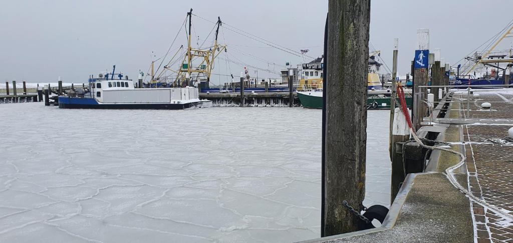 Hunsingo Texel v zimě