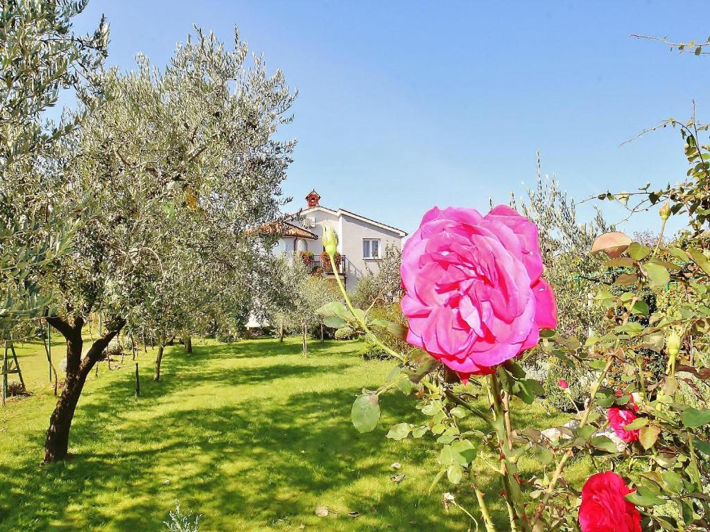 Ogród w obiekcie Apartments Đurđa