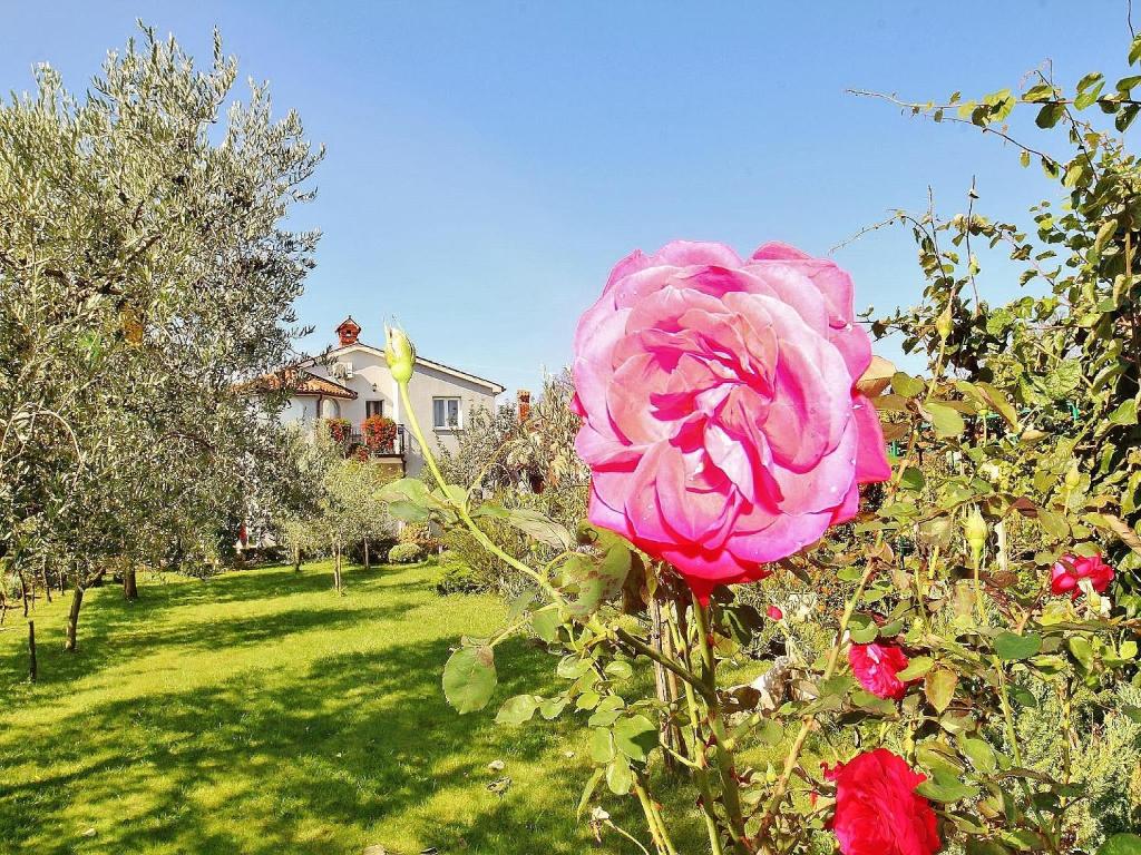 Ogród w obiekcie Apartments Đurđa