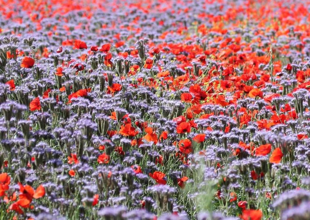 a field filled with lots of red and purple flowers at un PO sul Delta in Ariano nel Polesine