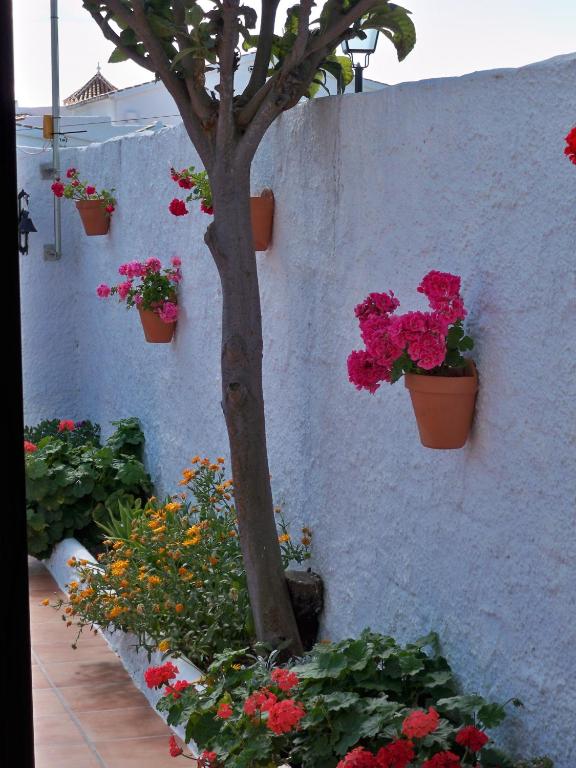 a tree in a garden with flowers in pots at El Capistrano Sur in Nerja