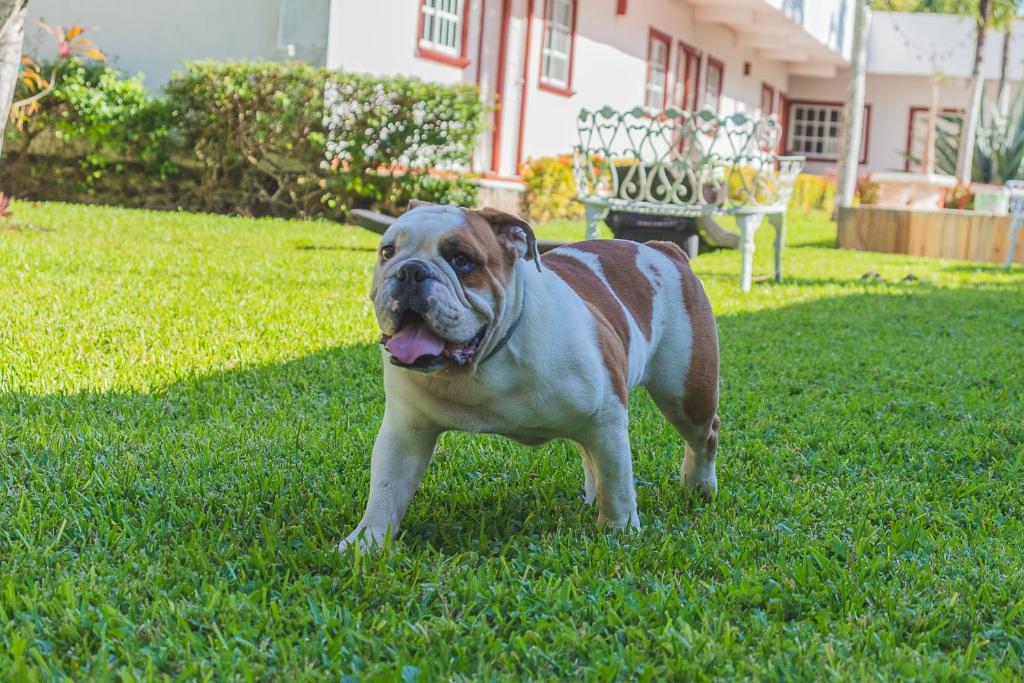 Domácí mazlíčci ubytovaní s hosty v ubytování Hotel Lagoon - Pet Friendly