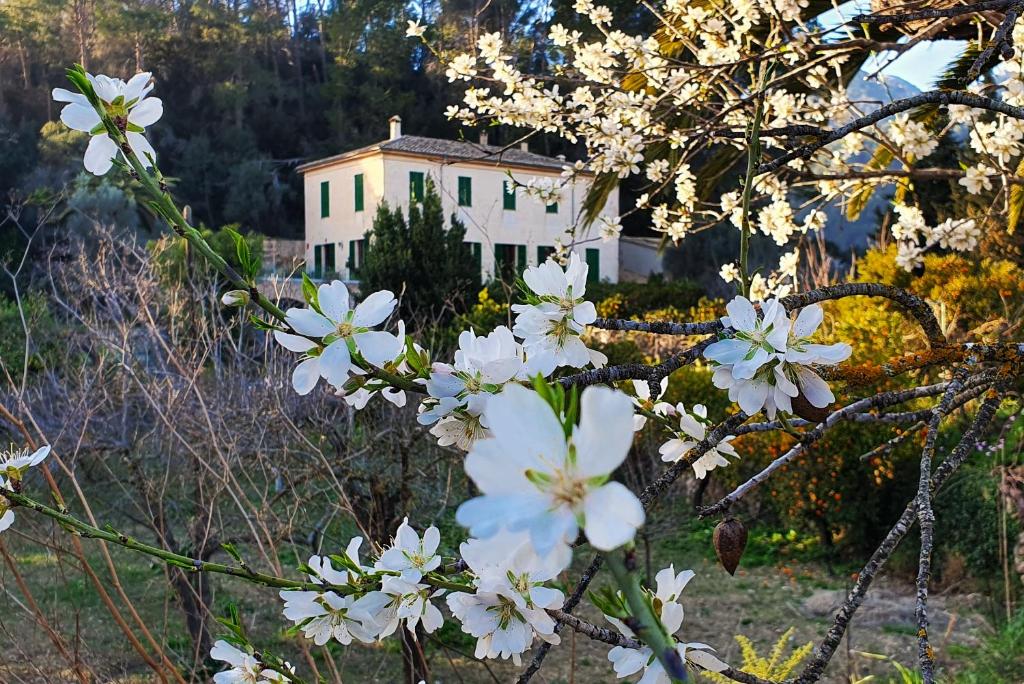 une maison en arrière-plan avec des fleurs blanches en avant-plan dans l'établissement Agroturisme Finca Sa Maniga, à Bunyola