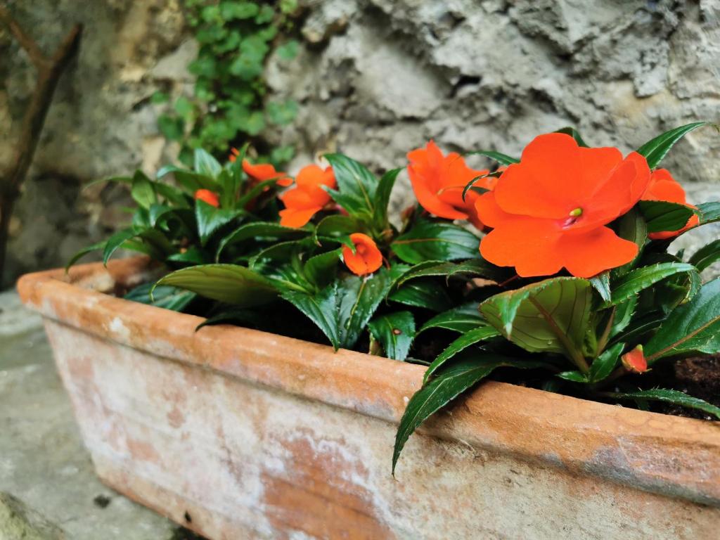 a pot with orange flowers in it at Alla Torre del Barbarossa B&B FORESTERIA in Mandello del Lario