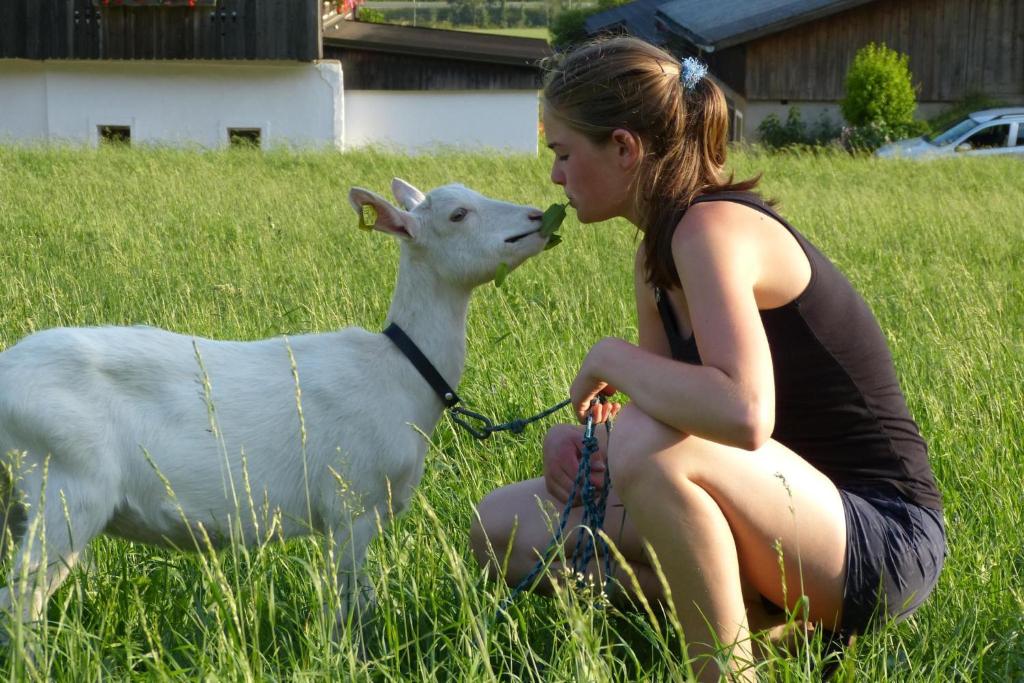 Zvířata v apartmánu nebo okolí