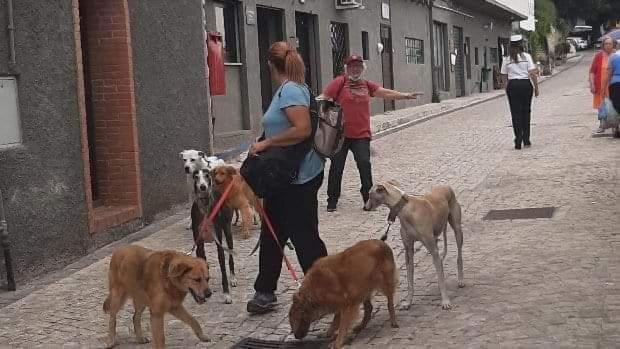 un grupo de personas paseando perros por la calle en La casa del dog trekking, en Piglio