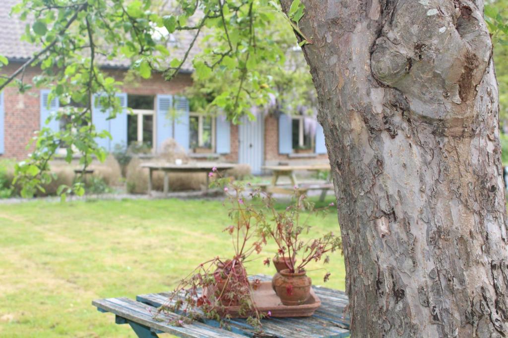 Zahrada ubytování Saffels Nest 33