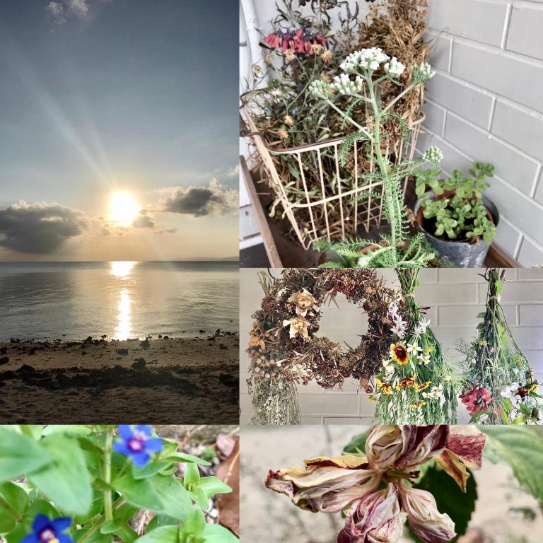 a collage of photos with flowers and the beach at Travelers House おーさんてぃん青空舎 in Taketomi