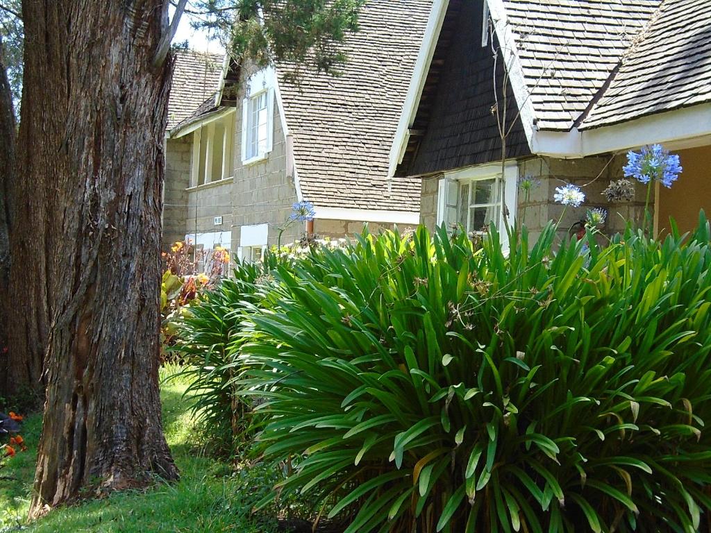 a house with green plants in front of a tree at Thomsons Falls Lodge in Nyahururu