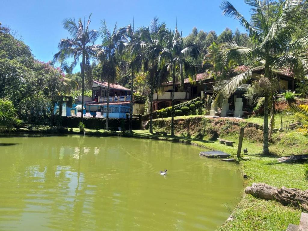 a duck swimming in a pond with palm trees at Chácara ladeira de Pedra in Salesópolis