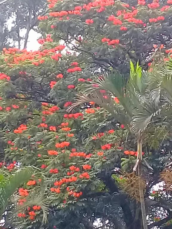  Eco Pousada Sinha Ruth - Pousada na Roça