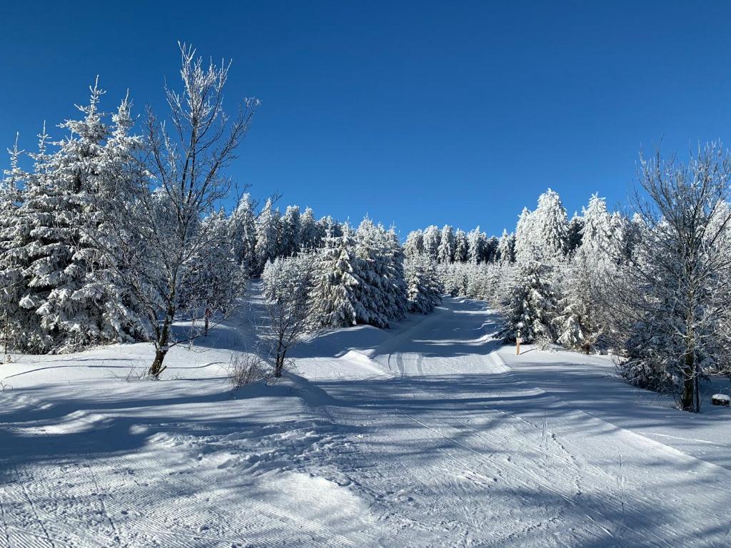 Aktiv-Ferienwohnung "Snow & Bike"- Zentral zwischen Winterberg und Willingen في وينتربرغ: غابة مغطاة بالثلج مع أشجار مغطاة بالثلج على تلة