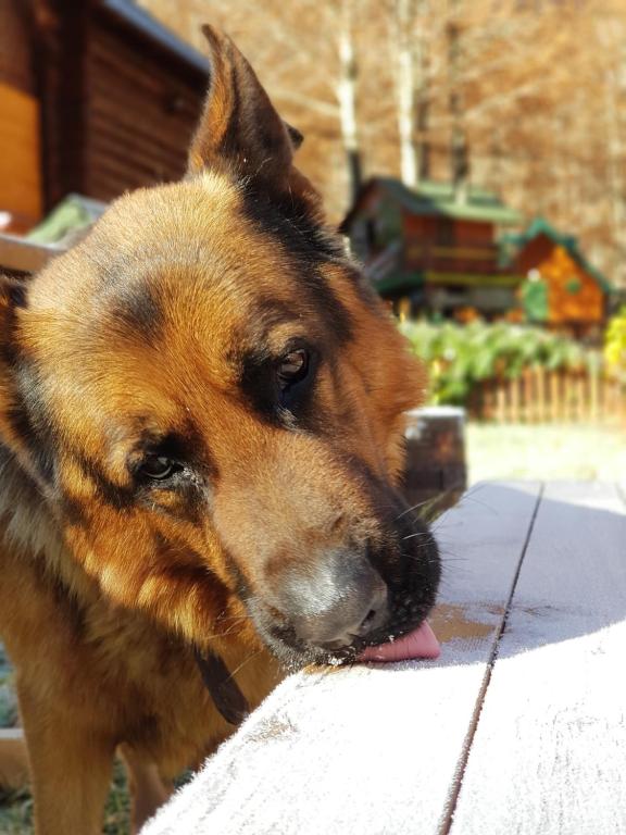 Bungalows Prokletije - 8