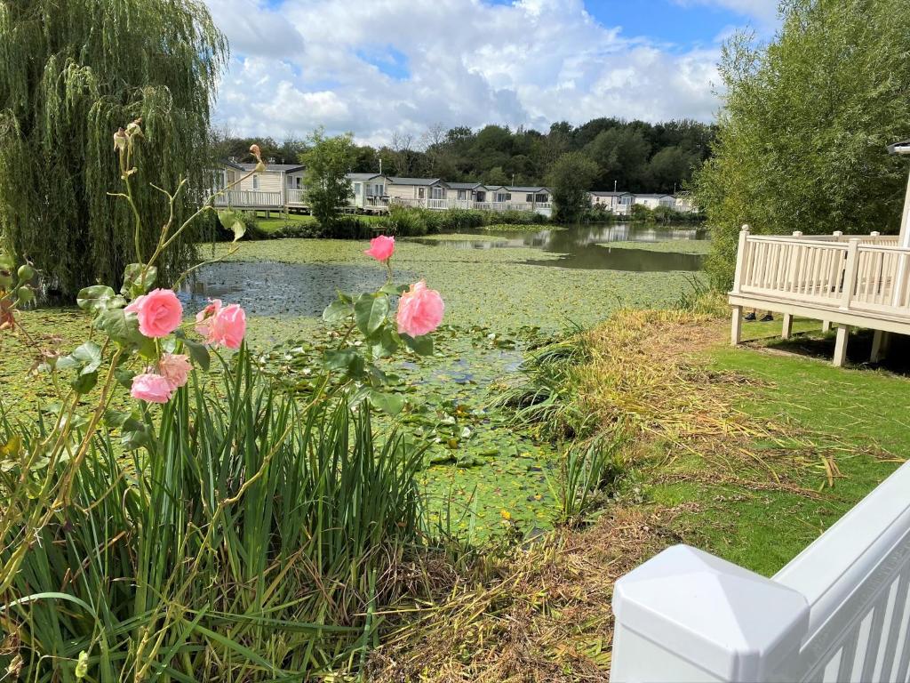 een vijver met roze bloemen naast een bankje bij Lilly Pad in South Cerney