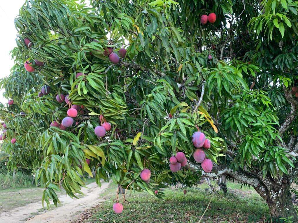  Parque das Jandaias - Chácara