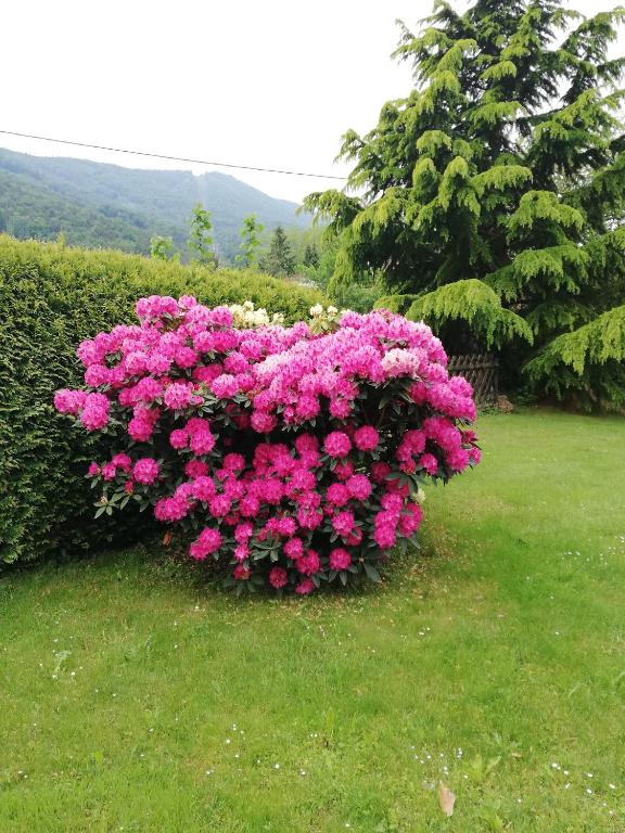 Zahrada ubytování Hotel Pohorje
