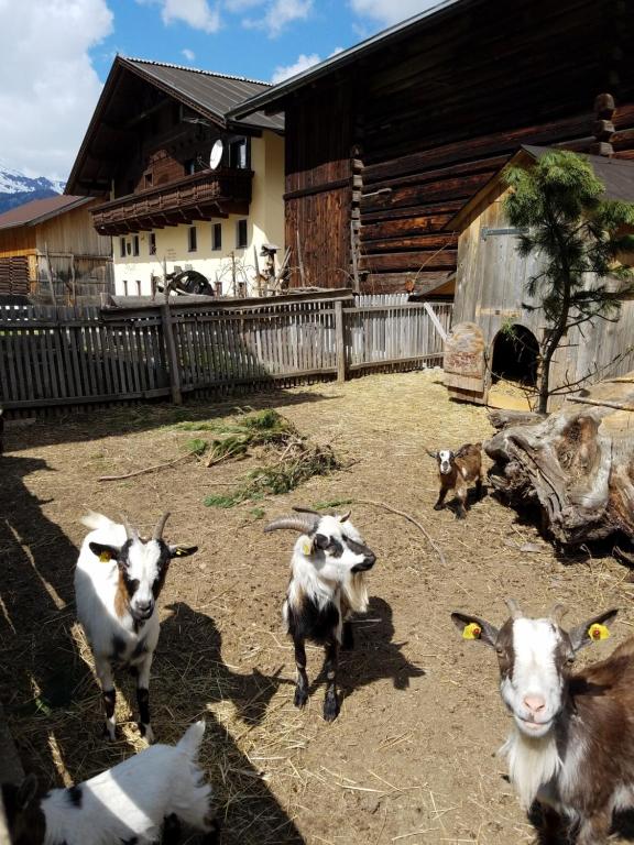 Zvieratá v apartmáne alebo blízkom okolí