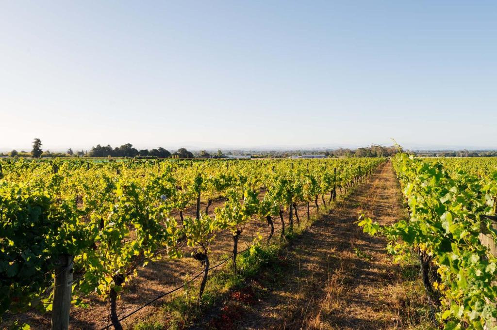 Fotografie z fotogalerie ubytování 305 in the Vines v destinaci Havelock North